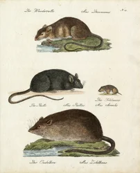 Vários tipos de ratos (imprimir)