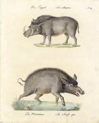 Javali e javali (impressão)