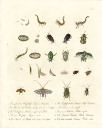 Escaravelhos da água e várias fases de desenvolvimento dos insectos (imprimir)
