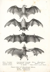 Morcego de fruta de costas nuas ocidental, Dobsonia peronii 1, morcego de néctar de língua comprida, Macroglossus minimus 2, morcego fantasma do norte, Diclidurus albus 3, e a rousette de Geoffroy, Rousettus amplexicaudatus 4. Litografia de Karl Joseph Bro