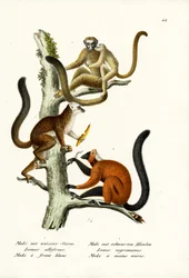 Lêmure-de-testa-branca, 1824