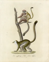 Lémures de orelhas brancas (imprimir)