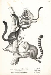Lêmure de cabeça branca, Eulemur albifrons, macho e fêmea, em perigo 1, e lêmure de cauda anelar, Lemur catta, em perigo 2. Litografia de Karl Joseph Brodtmann de Heinrich Rudolf Schinz História Natural Ilustrada de Homens e Animais