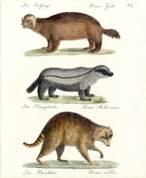 Wolverine, texugo e guaxinim (impressão)