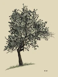 Árvore de folha caduca 1924