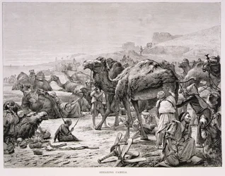 Tosquiando camelos