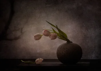 Elegantes tulipas melancólicas