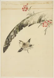 Sparrow and Banana Leaf and Pinks, 1615-1868 (tinta e cor no papel)