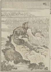 Badger, c. 1840 (impressão em xilogravura)