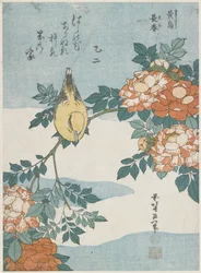 Papa-figos-de-nuca-preta e rosa-da-China, c. 1833