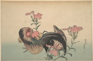 Galo, galinha e nadeshiko (Dianthus superbus)