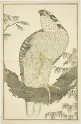 Hawk, do livro ilustrado de pinturas realistas de Hokusai (Hokusai shashin gafu)