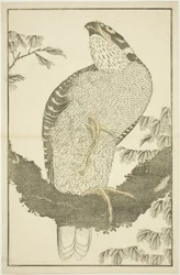 Hawk, de O Livro de Imagens de Pinturas Realistas de Hokusai (Hokusai shashin gafu)