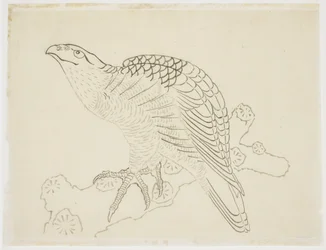 Hawk on a Branch (estudo)