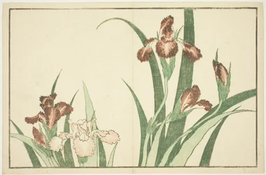 Iris, do livro ilustrado de pinturas realistas de Hokusai (Hokusai shashin gafu)