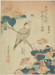 Grosbeak japonês e Marvel of Peru (Ikaru, oshiroi no hana), de uma série sem título de flores e pássaros