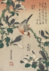 Java Sparrow e Magnolia, c. 1832