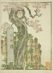 Komachi Cherry Tree (Komachi zakura), do livro ilustrado "Livro de imagens de diversões do Oriente (Ehon Azuma asobi)"