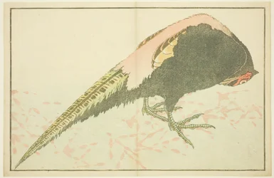 Faisão macho, do livro ilustrado de pinturas realistas de Hokusai (Hokusai shashin gafu)