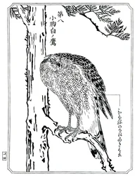Um falcão, 1898.