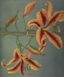 Lily, 1896 (colotipo colorido à mão)