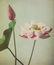Lotus, 1896 (colotipo colorido à mão)