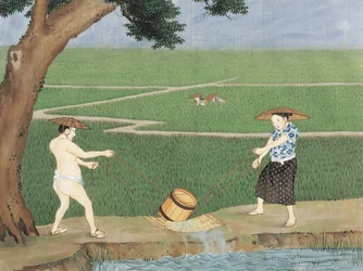 Holanda, Leiden, Trabalho no campo do arroz