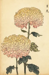 Hybrid gold and pink pompon chrysanthemum.,1893 (gravura)