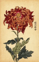 Híbrido laranja e crisântemo carmesim., 1893 (gravura)