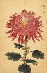 Crisântemo de pena rosa híbrido., 1893 (gravura)