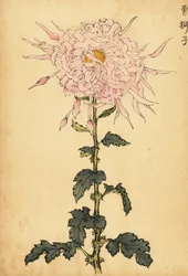 Crisântemo de aranha rosa híbrida.,1893 (gravura)