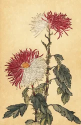 Crisântemo híbrido roxo e branco de pena de crisântemo,1893 (gravura)
