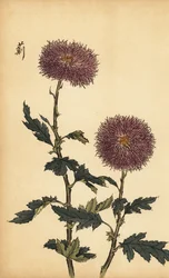 Crisântemo roxo híbrido.,1893 (gravura)
