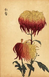 Hybrid variegated yellow, orange and crimson chrysanthemum,1893 (gravura)