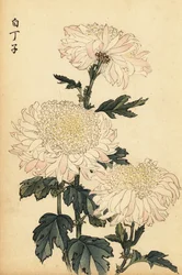 Crisântemo híbrido branco e rosa.,1893 (gravura)