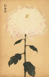 Crisântemo branco híbrido.,1893 (gravura)