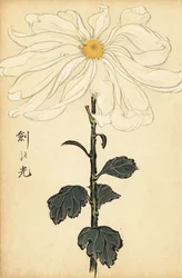 Crisântemo branco híbrido.,1893 (gravura)