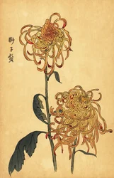 Crisântemo híbrido amarelo e laranja.,1893 (gravura)