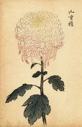 Crisântemo variegado branco e rosa.,1893 (gravura)