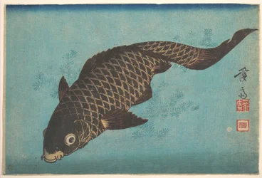 Carpa koi