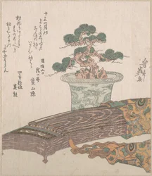 Pinheiro em vaso e koto (harpa japonesa)