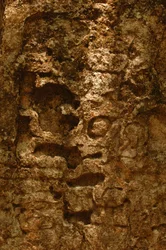 7319 Oxpemul; Maias; Culturas Antigas; Maias; México; Reserva da Biosfera Maia; Ivan Spr..., 2004 (foto)