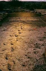 DOH; Os Primeiros Passos, 3,6 milhões de anos, pegadas em cinzas vulcânicas húmidas, descobertas..., 2008 (foto)