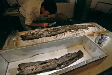 O Dr. Matthew Adams inspecciona uma prancha de madeira de barco no laboratório, madeira dura, não cedro, de Abydos, Egipto, 2005 (foto)