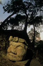 Deus N, árvore de Ceiba, templo, maias, Copan, Honduras, período clássico