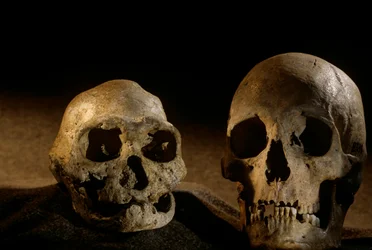 Crânio de Homo erectus, desdentado, e crânio humano moderno, Dmanisi