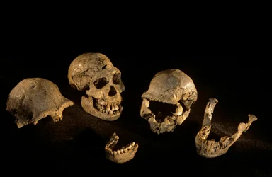 Crânios e mandíbulas do sítio Homo Erectus de Dmanisi, Dmanisi, Geórgia