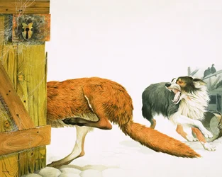 Um cão collie persegue uma raposa