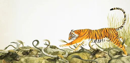 Um tigre a correr ao longo das costas de um búfalo
