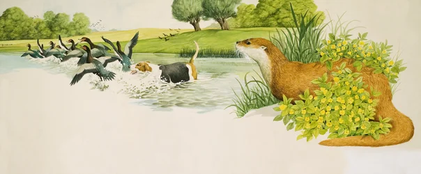 Uma lontra observa um cão a perseguir patos